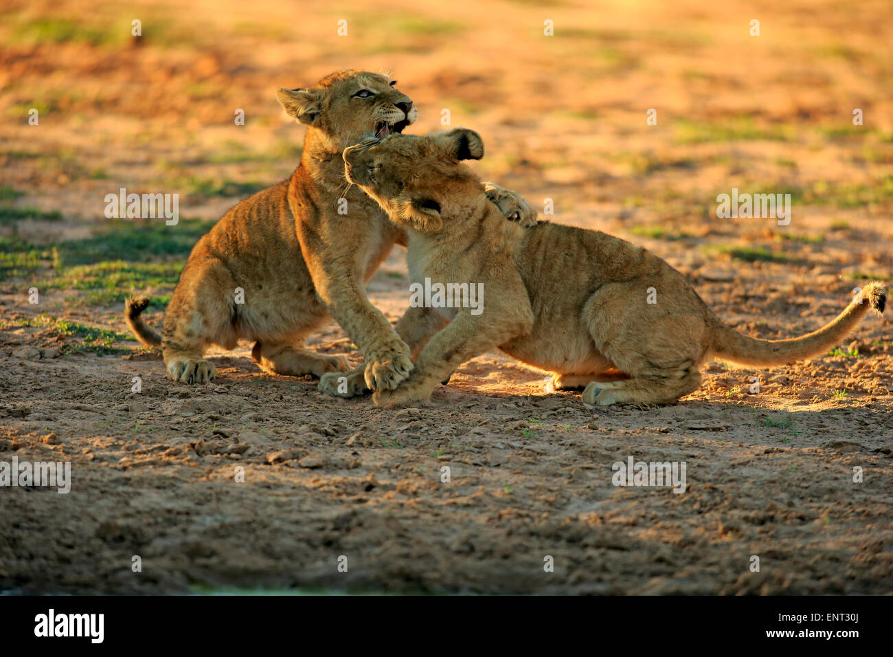 Lions (Panthera leo), two cubs, four months, siblings, playing, Tswalu Game Reserve, Kalahari Desert, North Cape, South Africa Stock Photo