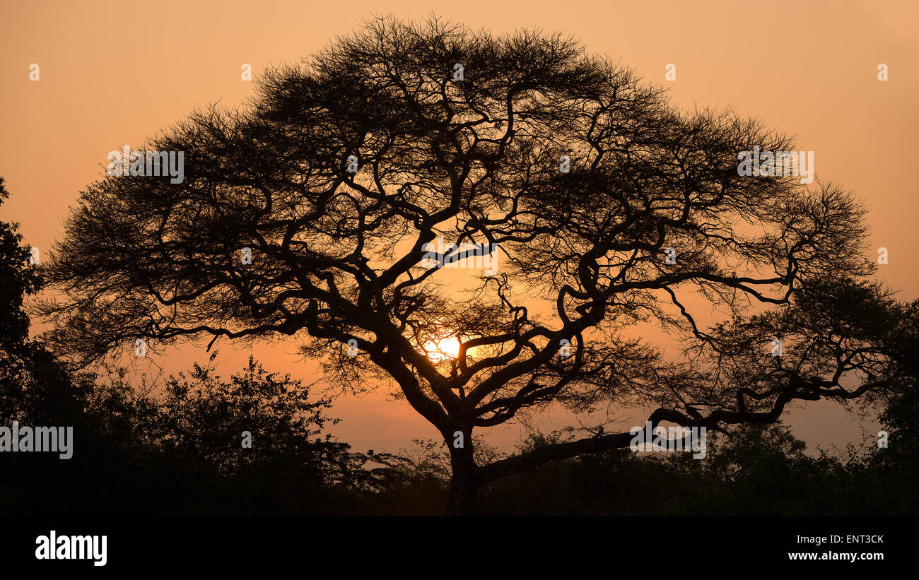 Tree silhouette in golden sunset Stock Photo