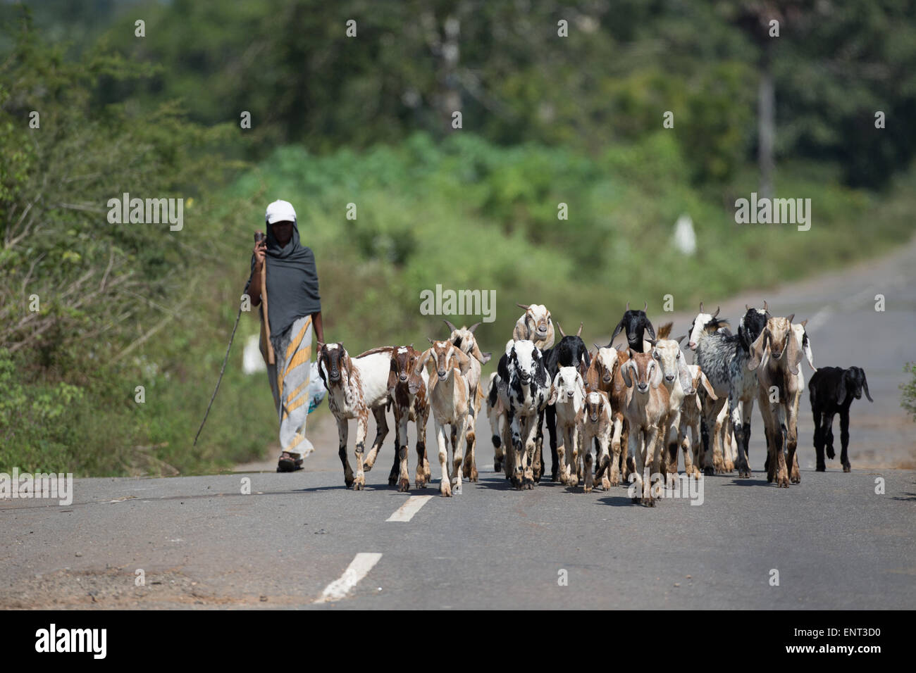A villager leads a herd of goats along a remote village road in Tantrimale near Anuradhapura, Sri Lanka. Stock Photo