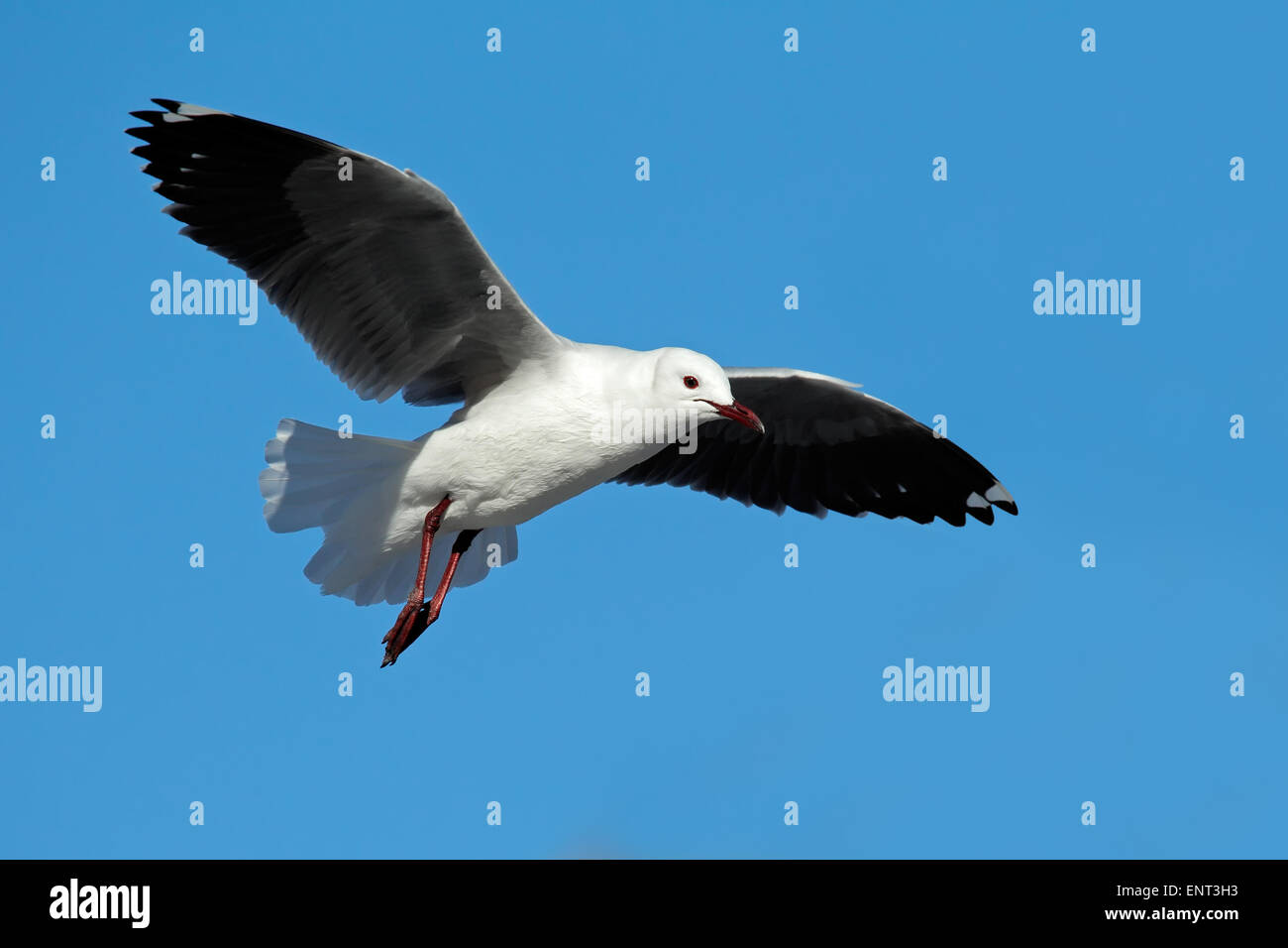 A Hartlaubs gull (Larus hartlaubii) in flight against a blue sky, South Africa Stock Photo
