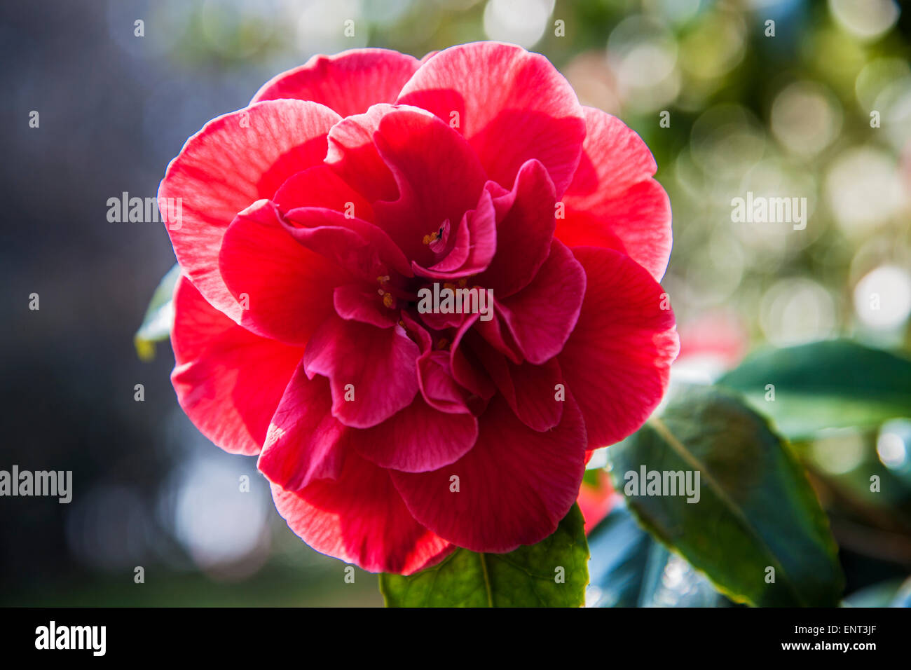 Camellia at the Bowood Estate in Wiltshire. Stock Photo