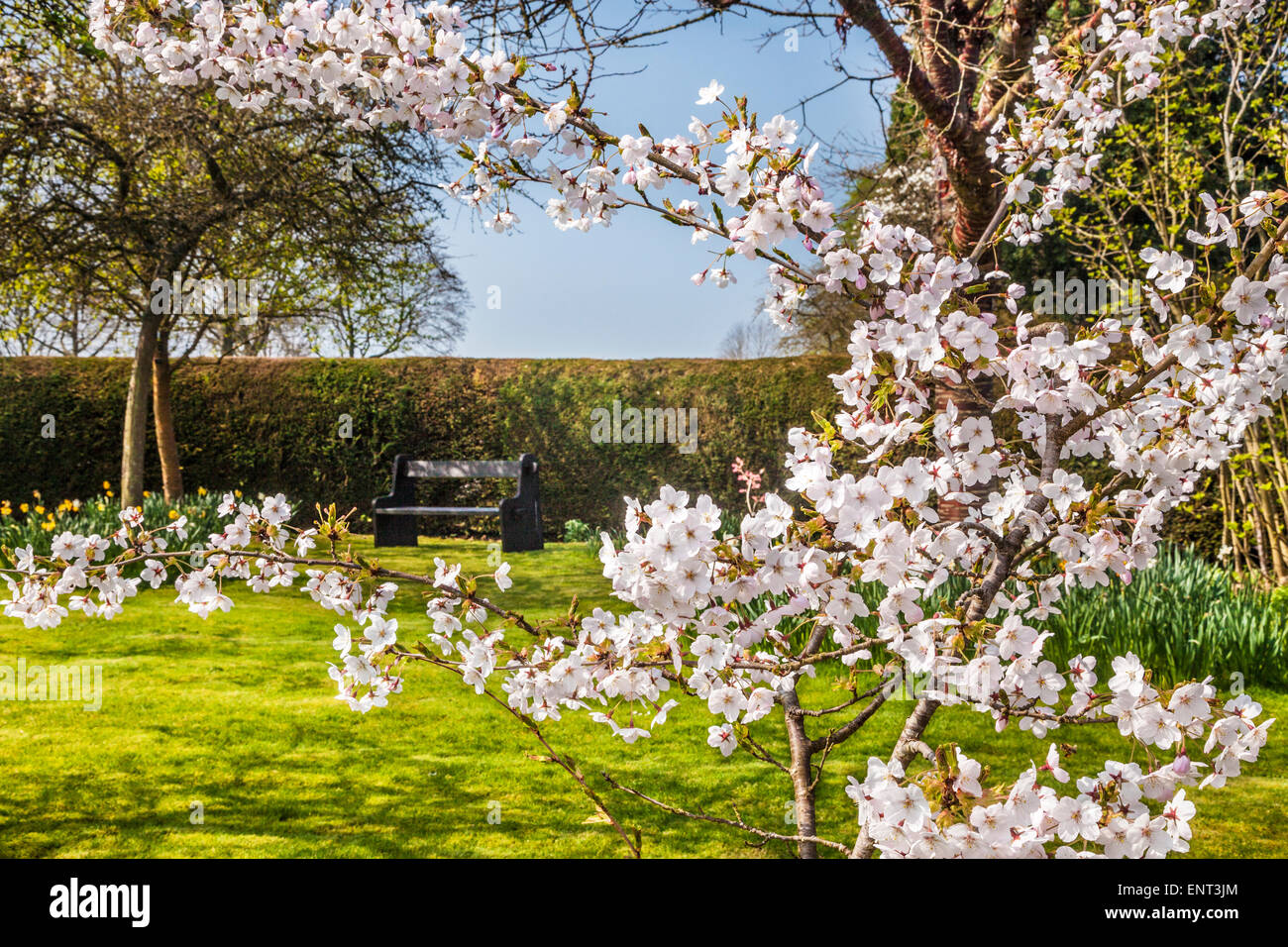 Cherry tree in flower in the Spring Garden at the Bowood Estate in Wiltshire. Stock Photo