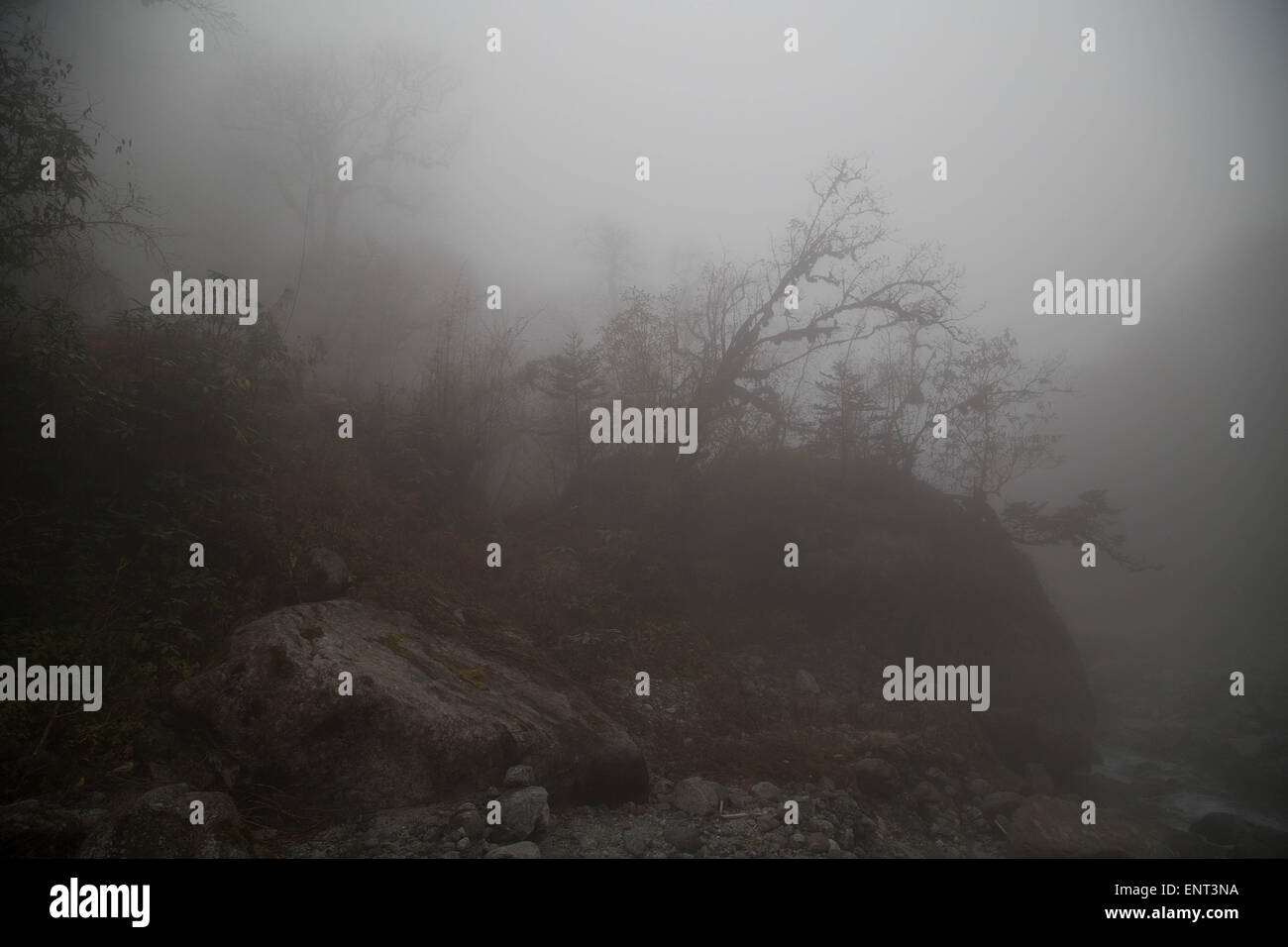 Fog and Trees, Hinku Valley, Nepal Stock Photo