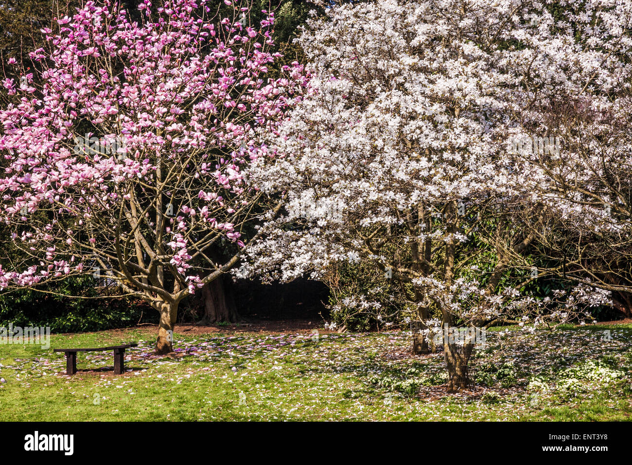 Magnolia trees at Bowood House in Wiltshire. Stock Photo