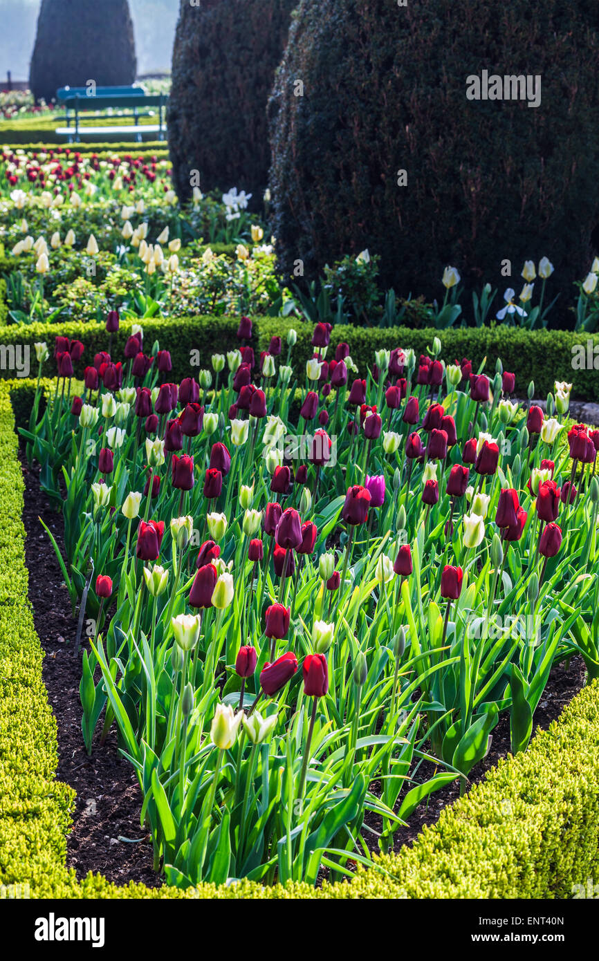 Tulips on the terrace at Bowood House in Wiltshire Stock Photo Alamy