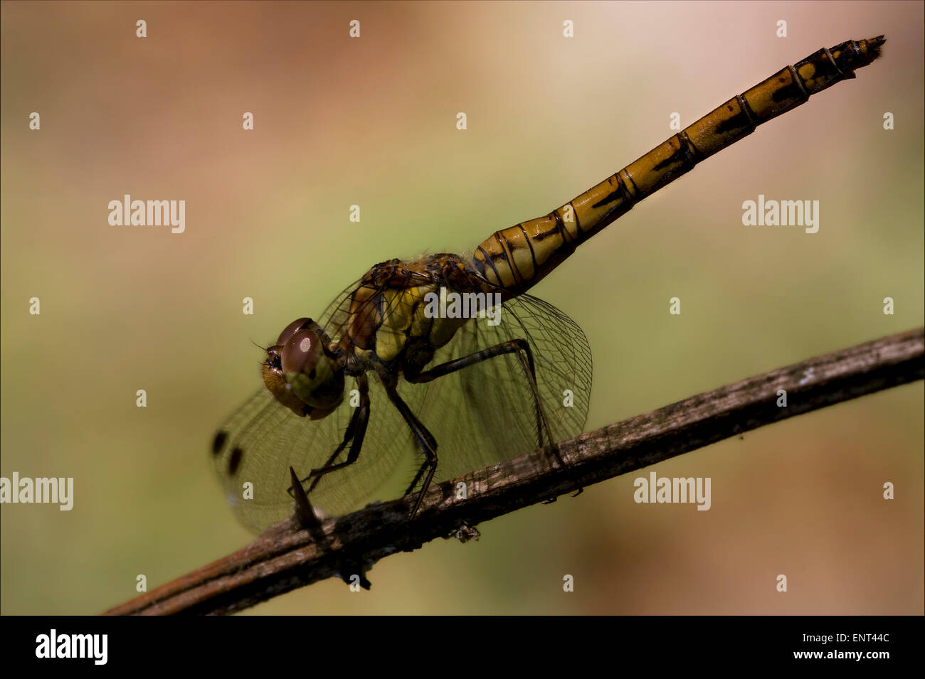 side of wild yellow black dragonfly on a wood branch in the bush Stock ...