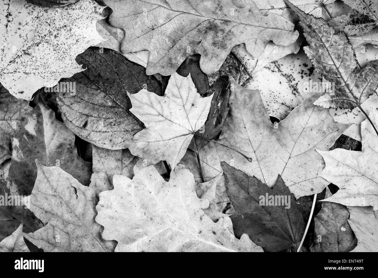 Black and white autumn leaves background texture Stock Photo - Alamy