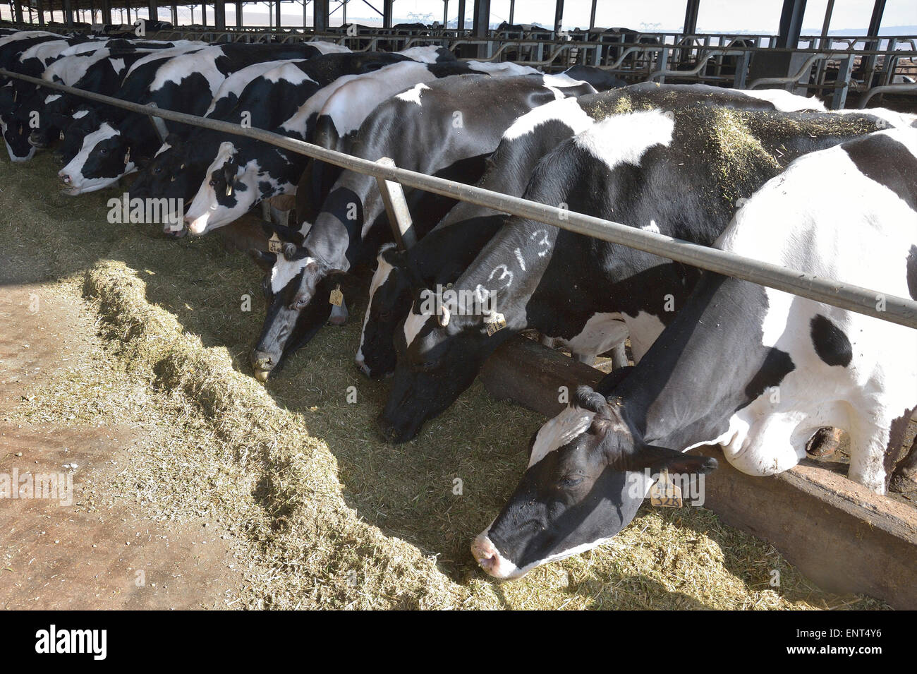 Dairy Cows in Milk Production Cycle Stock Photo Alamy