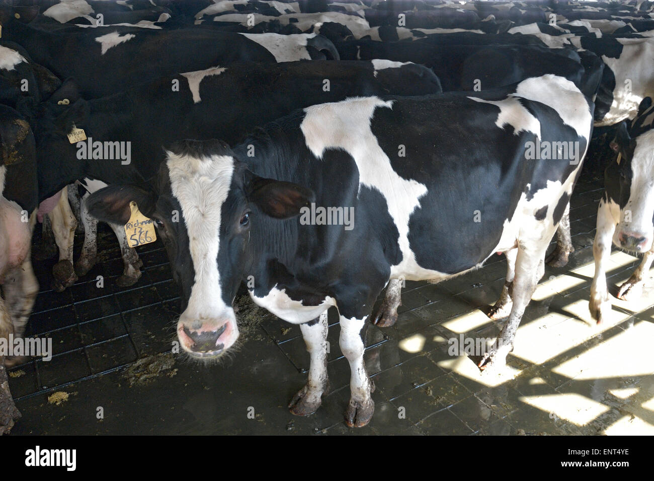 Dairy Cows in Milk Production Cycle Stock Photo Alamy