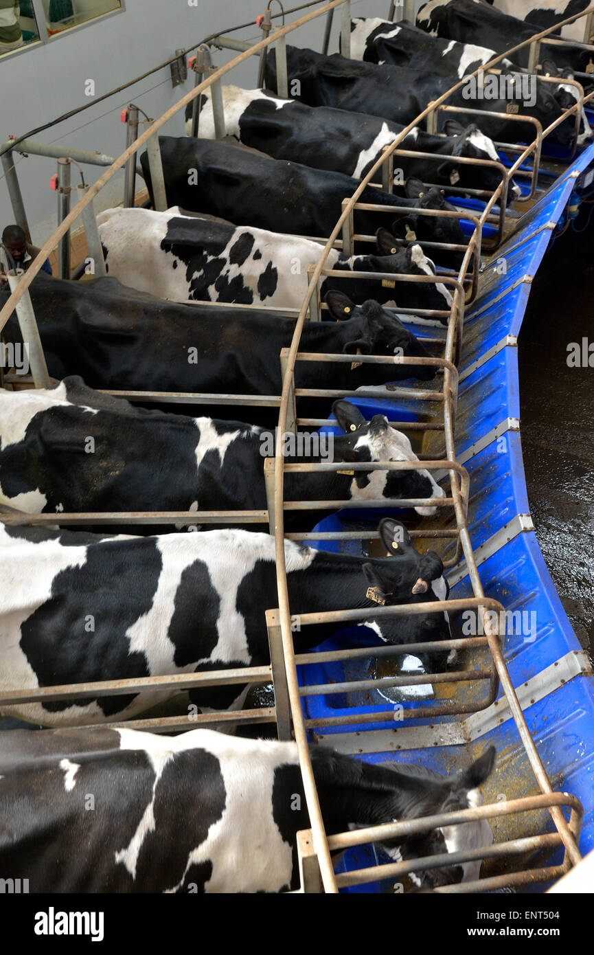 Dairy Cows in Milk Production Cycle Stock Photo Alamy