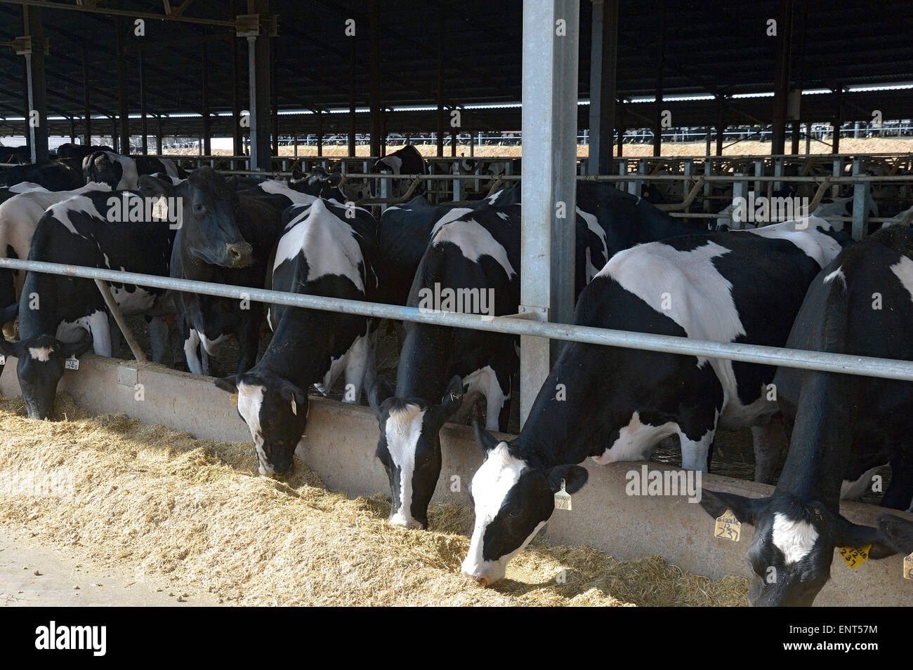 Dairy Cows in Milk Production Cycle Stock Photo Alamy