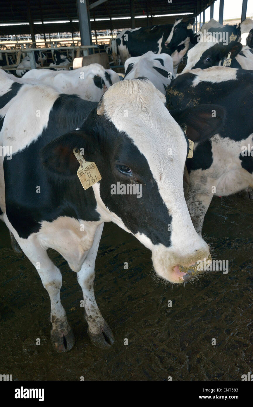 Dairy Cows in Milk Production Cycle Stock Photo Alamy