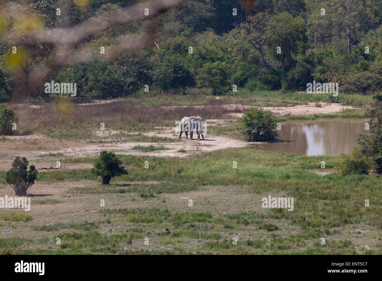 Bull Elephant (Loxodonta africanus). Solitary living male. Leaving forest cover to reach water hole. Mole National Park. Ghana. Stock Photo