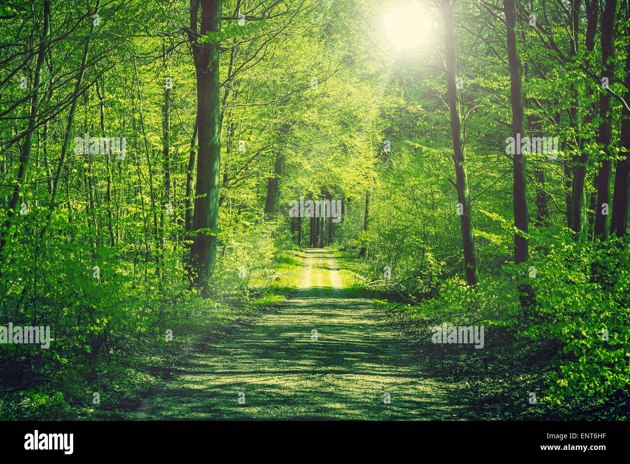 Road going through a green forest in the spring Stock Photo - Alamy