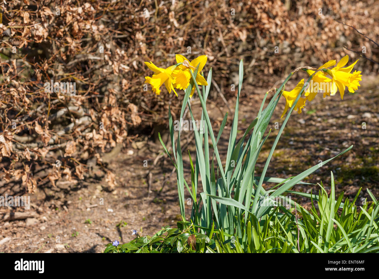Yellow daffodils on a spring day in April Stock Photo - Alamy