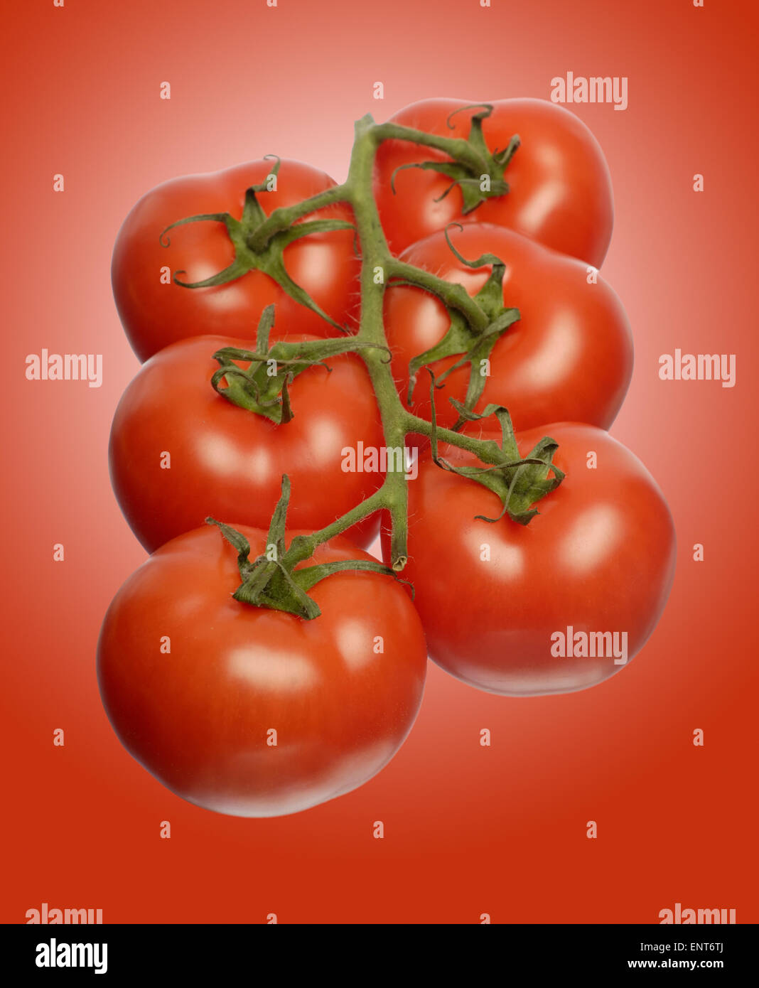 Vine Tomatoes on red background Stock Photo