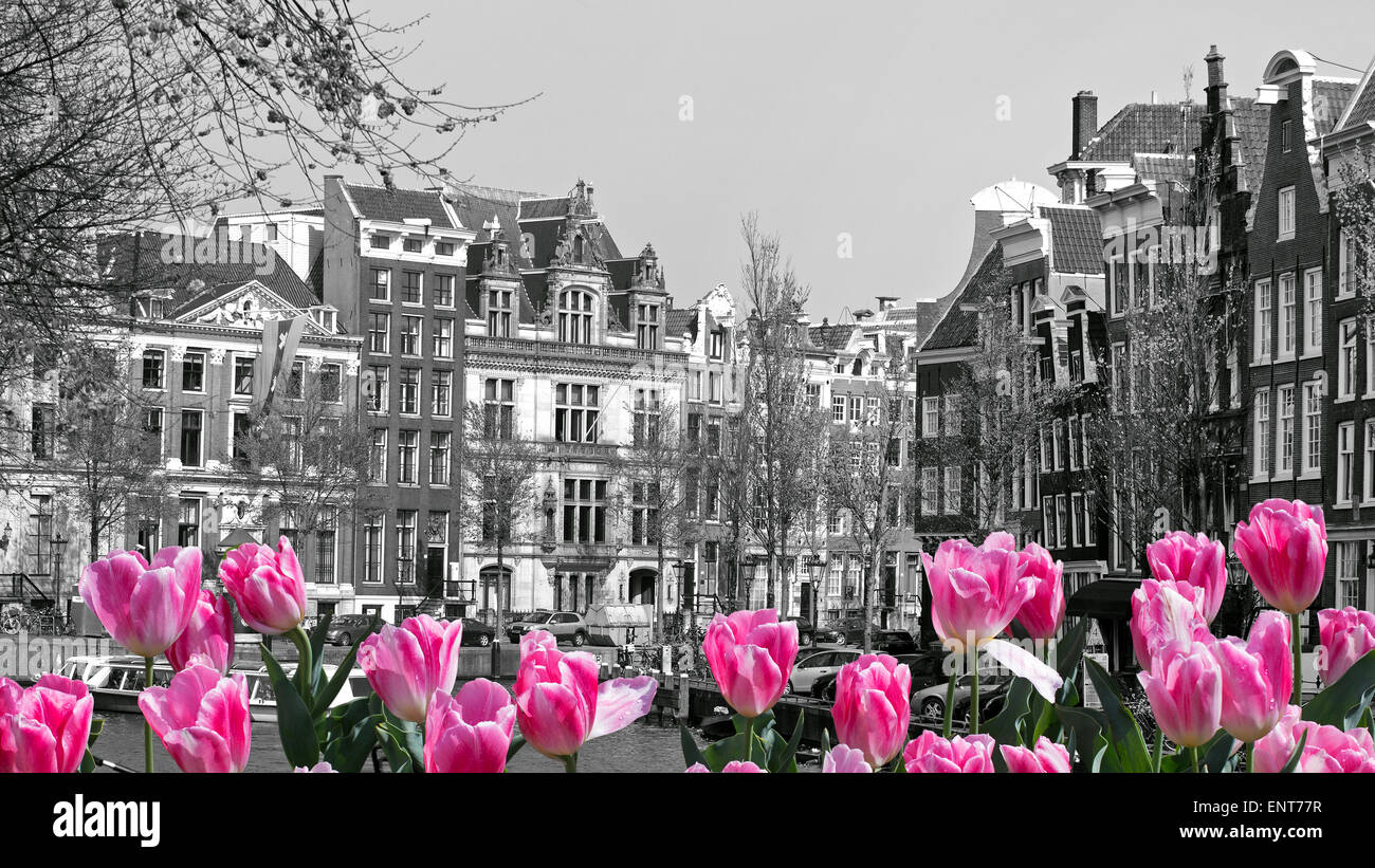 Tulips in Amsterdam Stock Photo