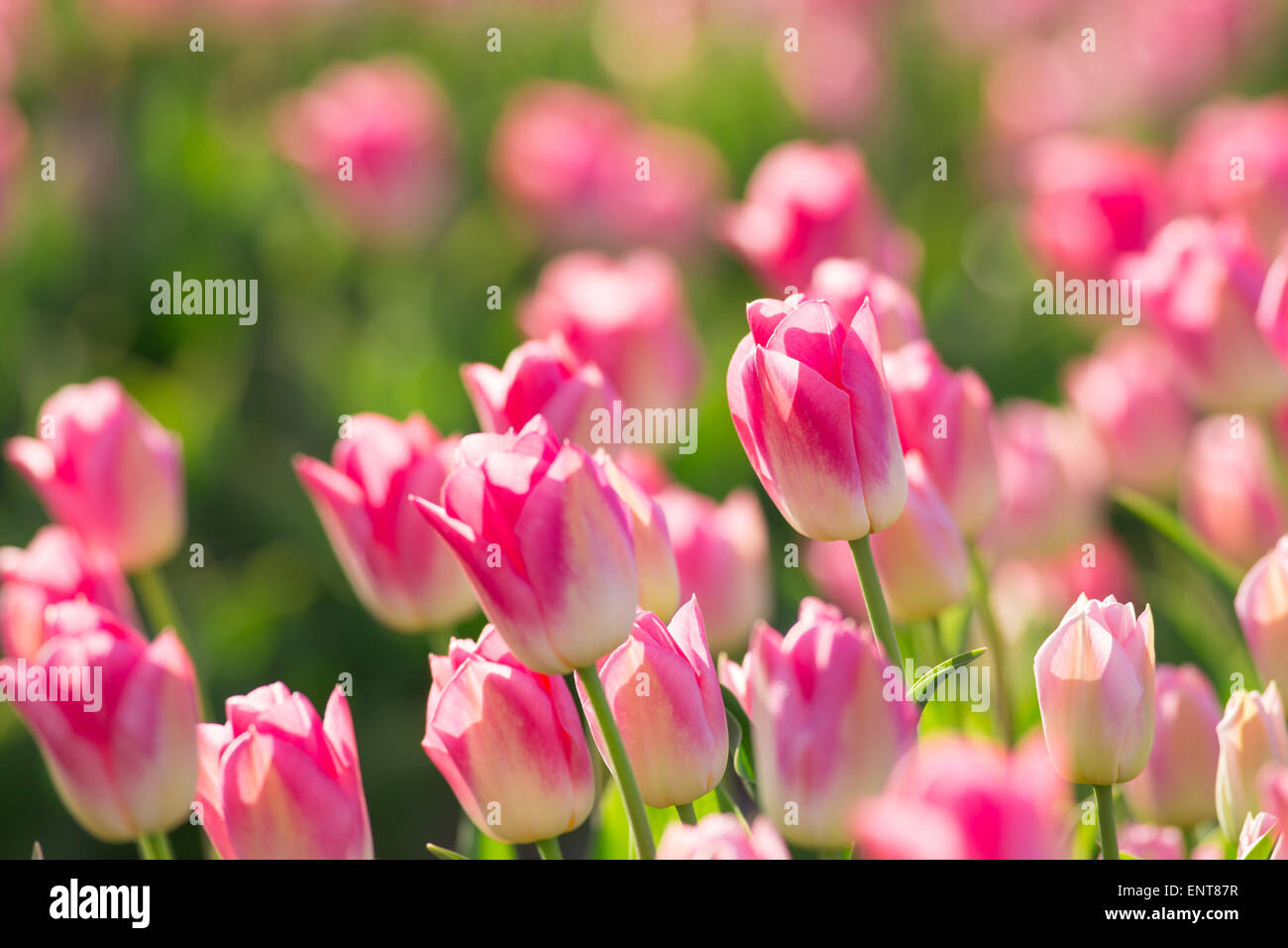 Beautiful field of tulips in Netherlands Stock Photo - Alamy