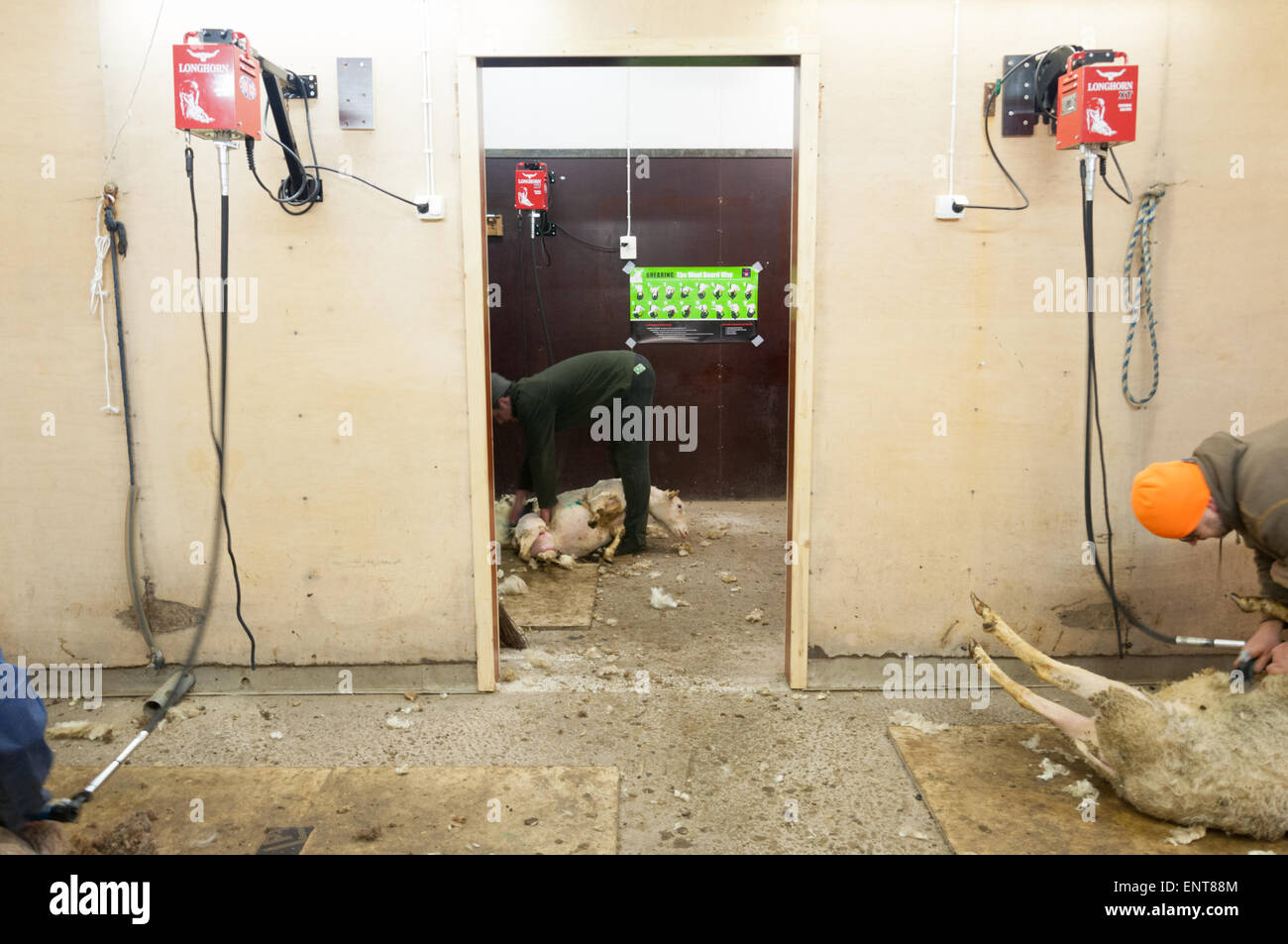 Sheep Shearing Machine Stock Photos & Sheep Shearing Machine Stock