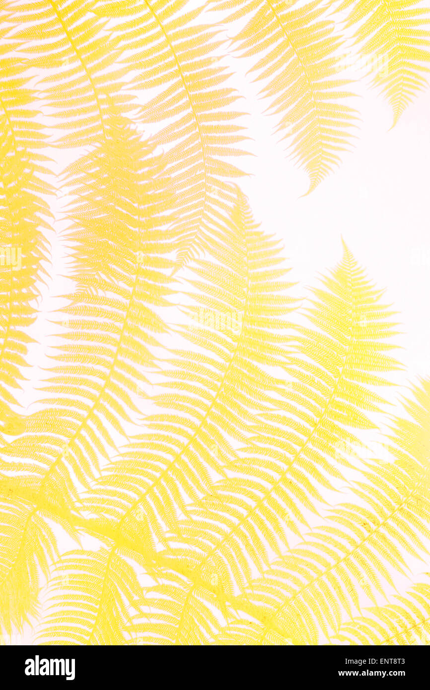 yellow palm leaves Stock Photo Alamy