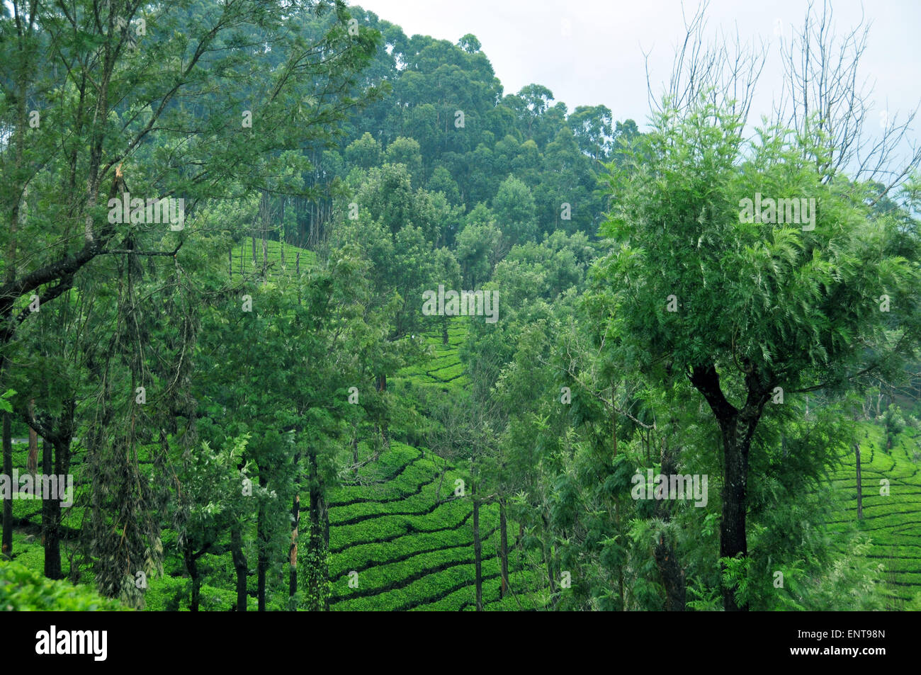 Tea trees hires stock photography and images Alamy
