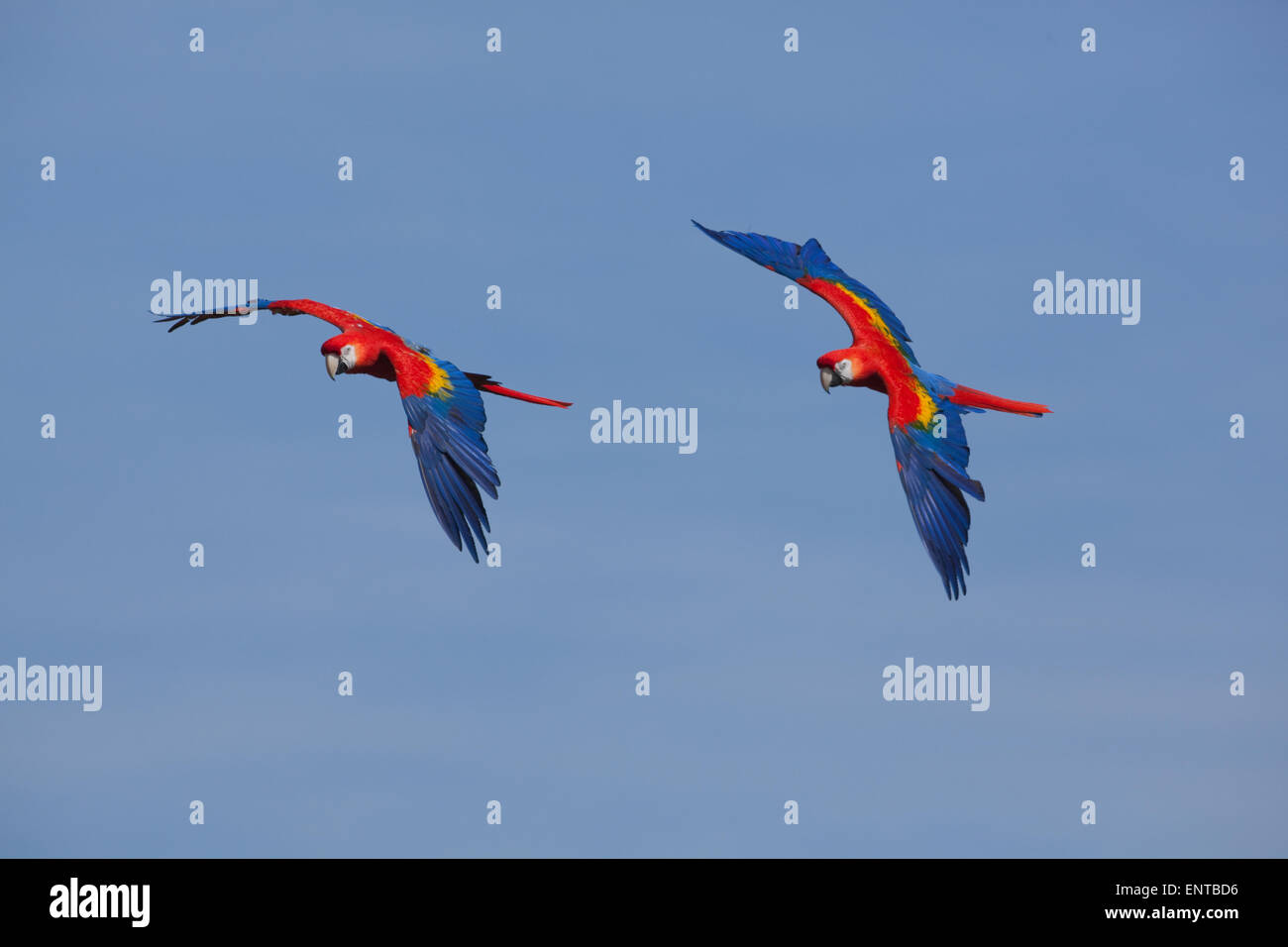 Scarlet Macaws (Ara macao). Pair in flight. Stock Photo