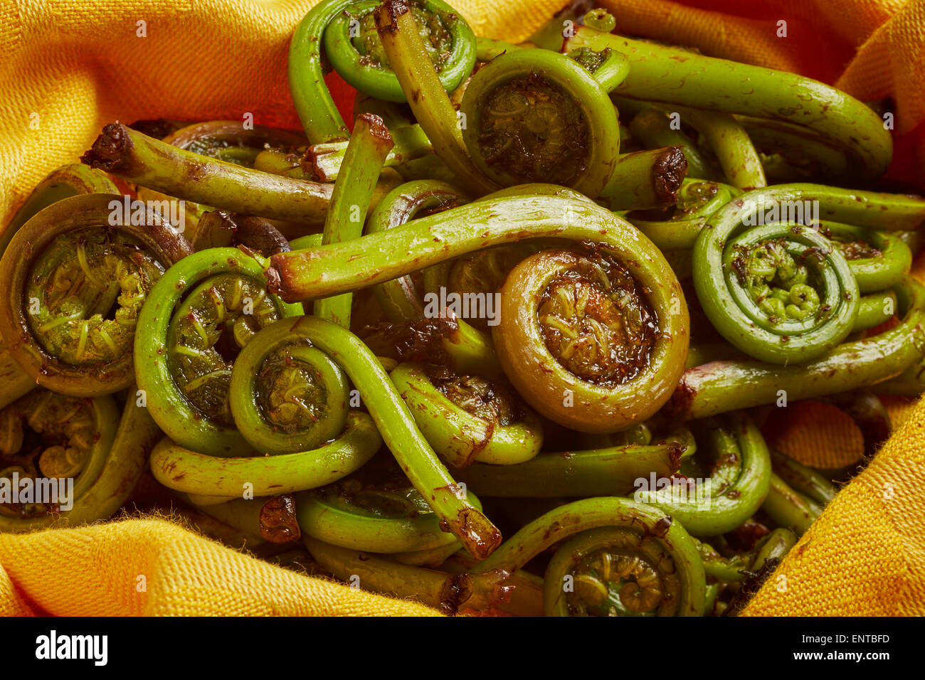 Fresh fiddlehead ferns. These are an important wild food in the northeastern US Stock Photo