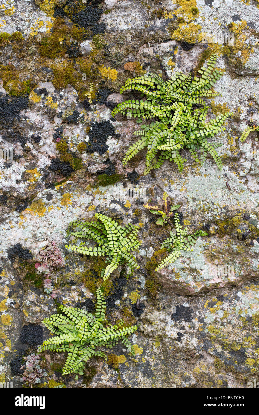 Maidenhair Spleenwort, Brauner Streifenfarn, Braunstieliger Streifenfarn, Asplenium trichomanes, Fausse-Capillaire Stock Photo