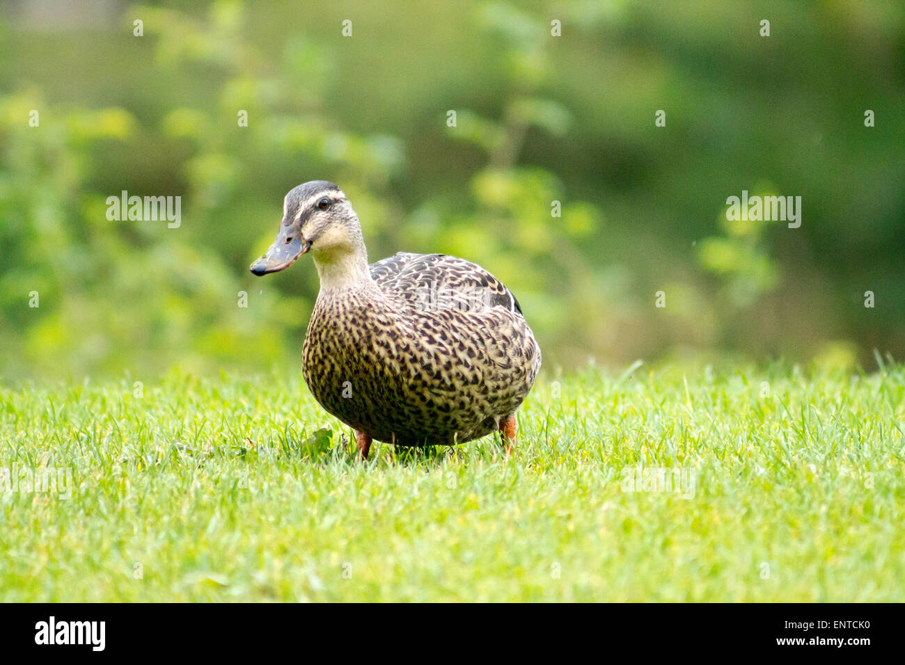 Female Mallard (Anas platyrhynchos) hen, standing on grasslands. Stock Photo