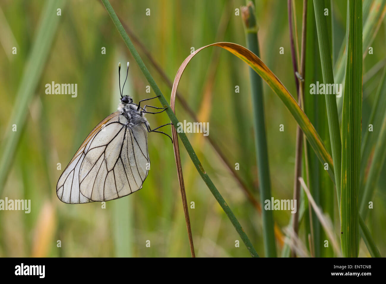 Black-veined white, Black veined white, Baumweißling, Baum-Weißling, Baumweissling, Aporia crataegi Stock Photo