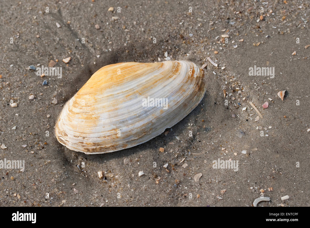 Softshell clams, steamers, softshells, piss clams, Sandklaffmuschel