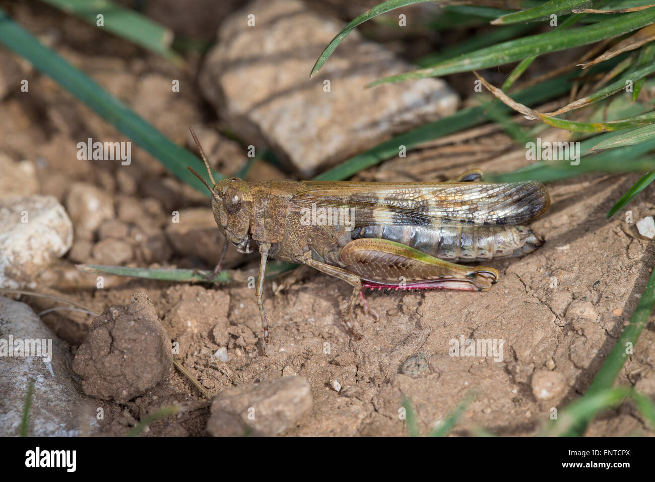 Grasshopper, Braune Strandschrecke, Aiolopus strepens, l'Oedipode automnale, Le Criquet farouche Stock Photo