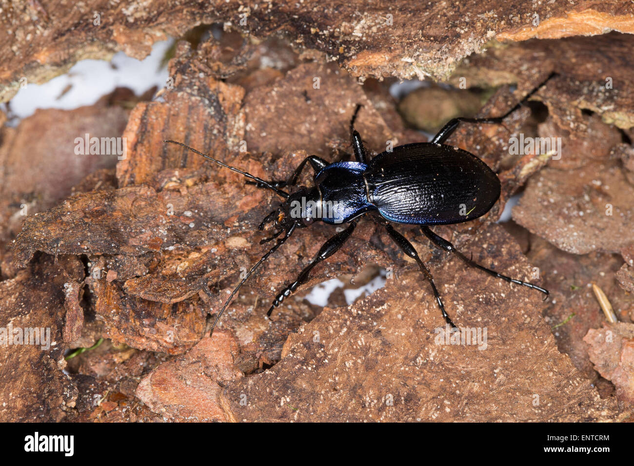Violet Ground Beetle, male, Blauvioletter Waldlaufkäfer, Wald-Laufkäfer, Carabus problematicus, Mesocarabus problematicus Stock Photo