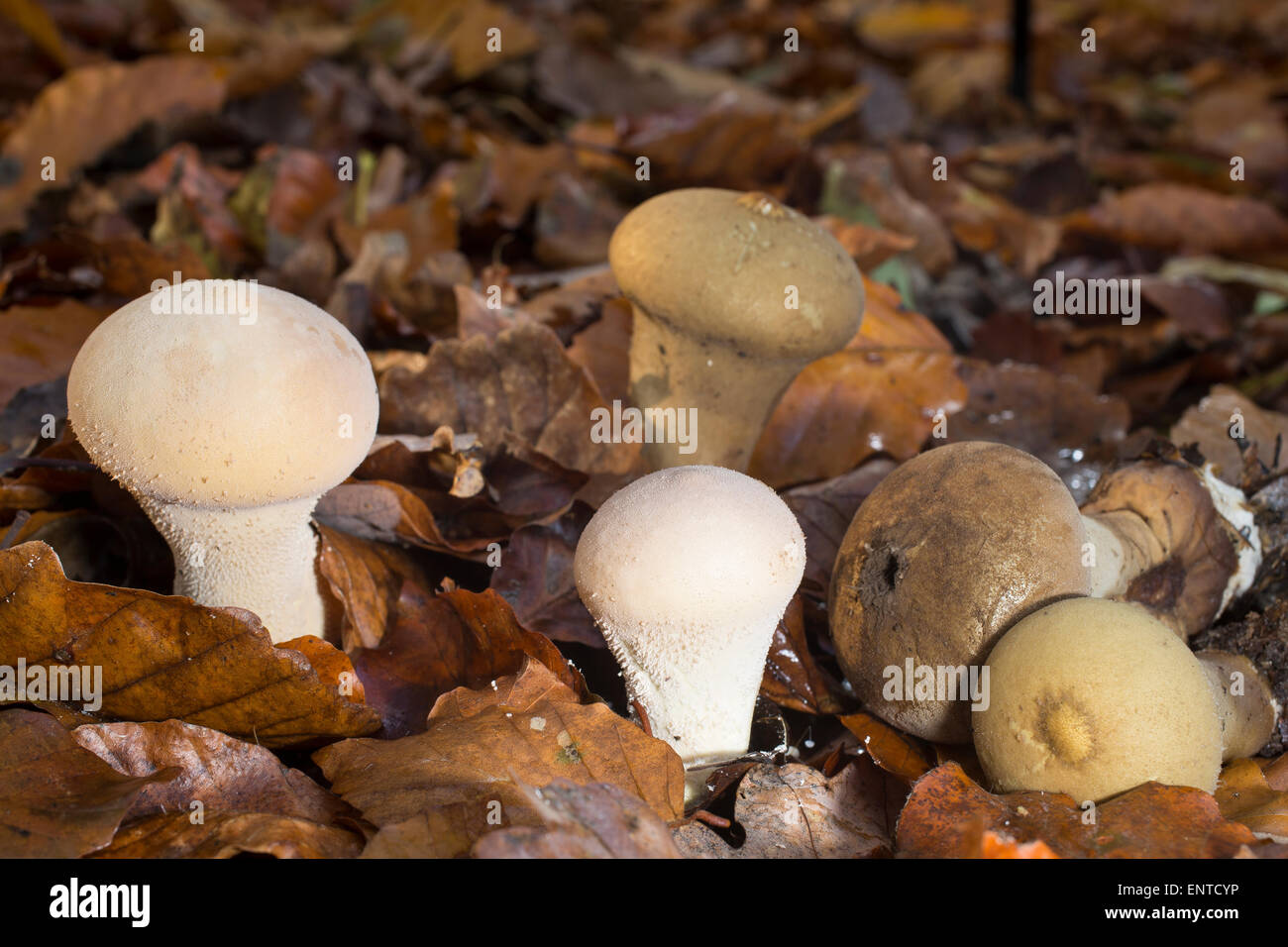 Long-stemmed puffball, Beutel-Stäubling, Beutelbovist, Sackbovist, Lycoperdon excipuliforme, Calvatia excipuliformis Stock Photo