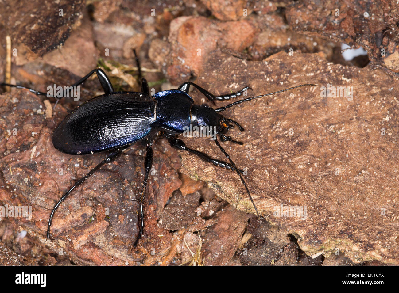 Violet Ground Beetle, male, Blauvioletter Waldlaufkäfer, Wald-Laufkäfer, Carabus problematicus, Mesocarabus problematicus Stock Photo