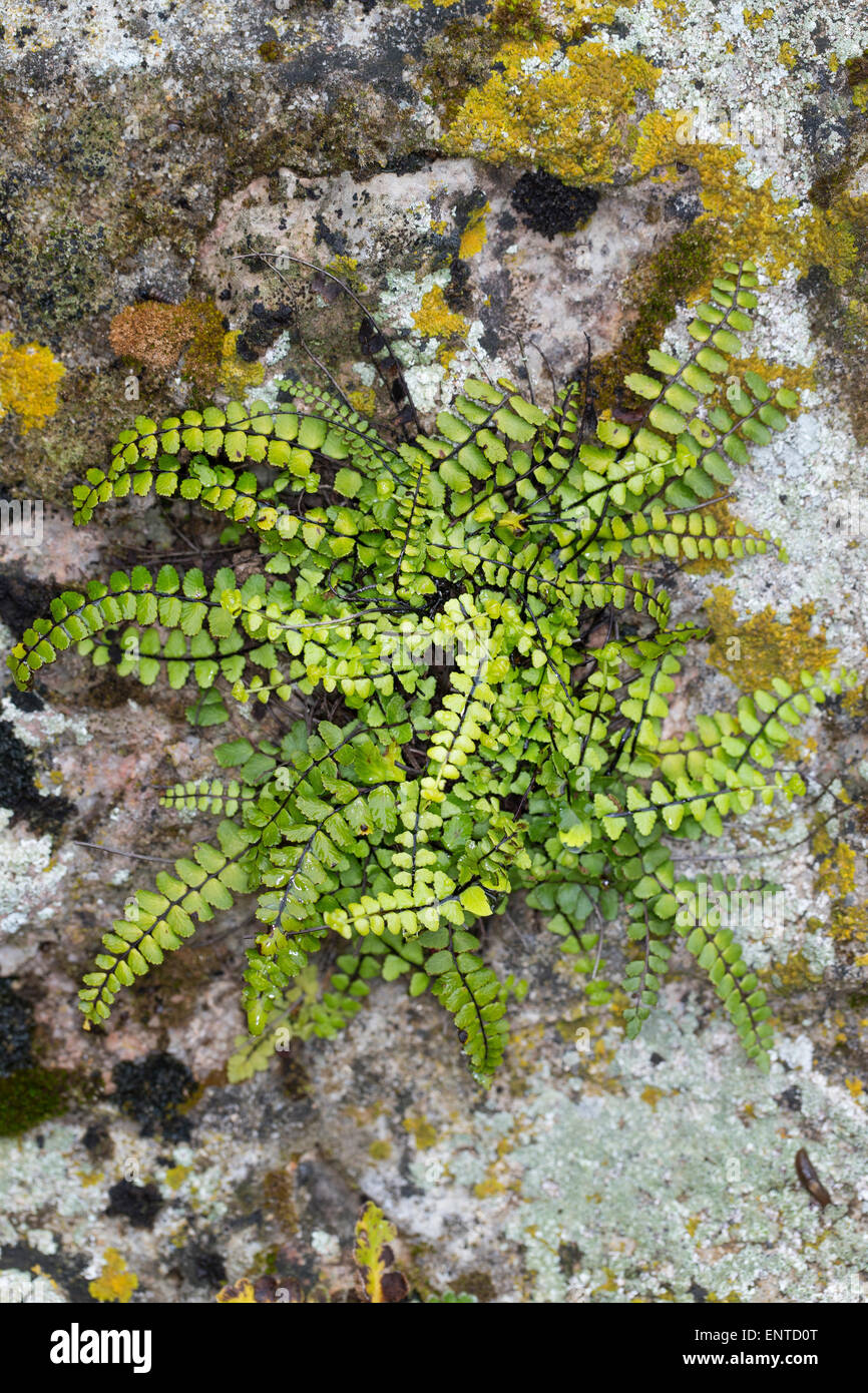 Maidenhair Spleenwort, Brauner Streifenfarn, Braunstieliger Streifenfarn, Asplenium trichomanes, Fausse-Capillaire Stock Photo