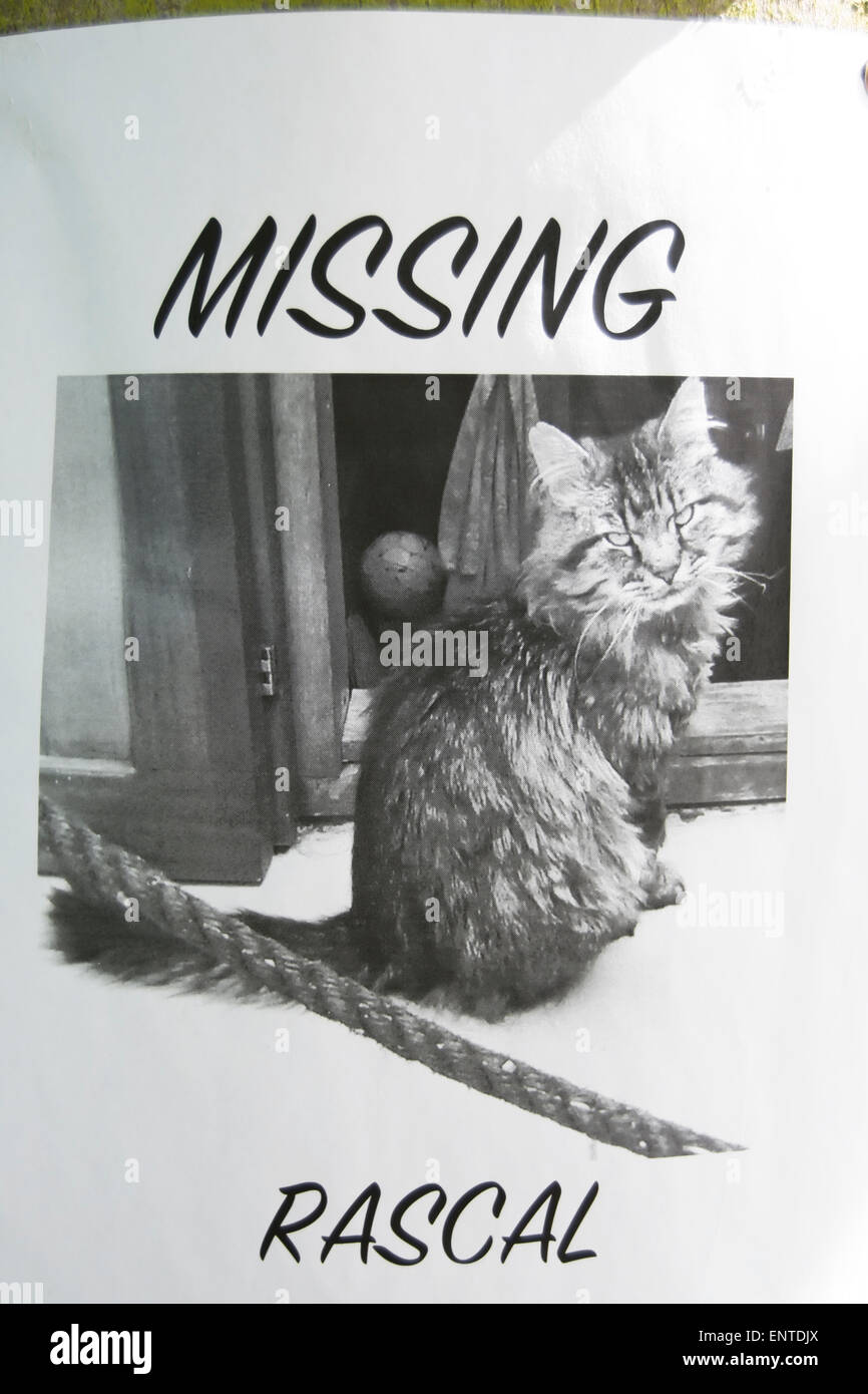 poster for a missing cat called rascal Stock Photo - Alamy