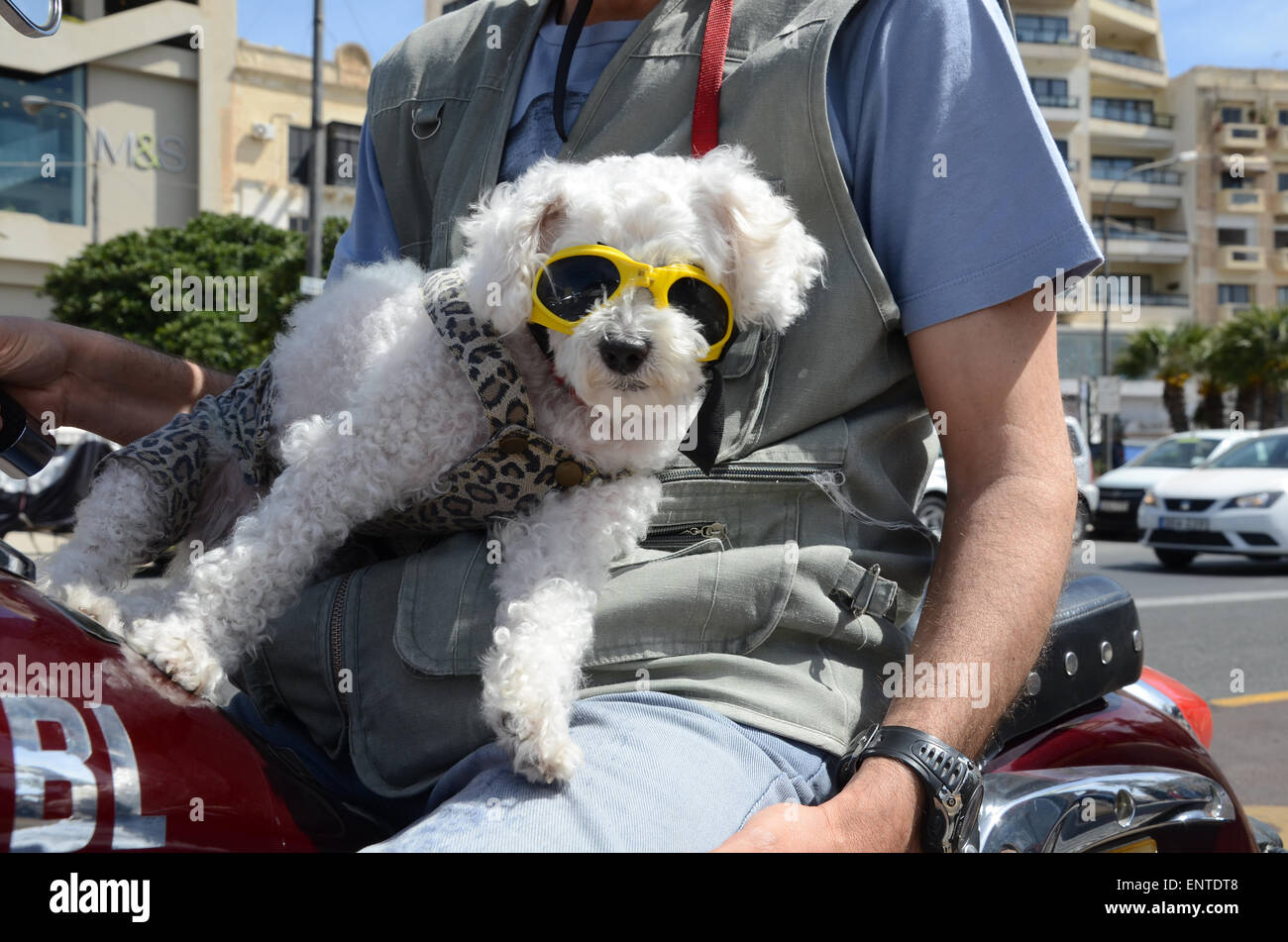 dog with yellow shades Malta Europe Stock Photo