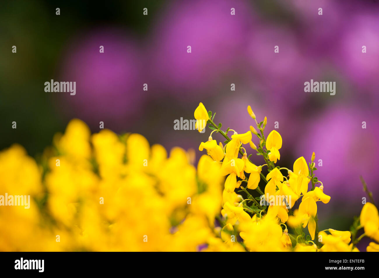 Yellow Archangel flower, Galloway Forest Park, Scotland, UK Stock Photo