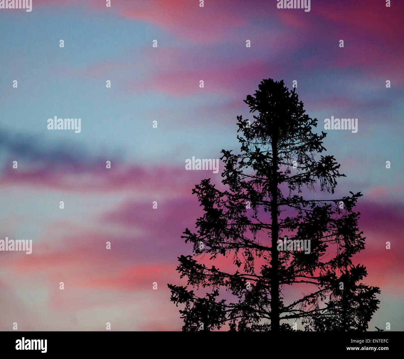 Colorful clouds behind a tree as the sun sets, UK Stock Photo