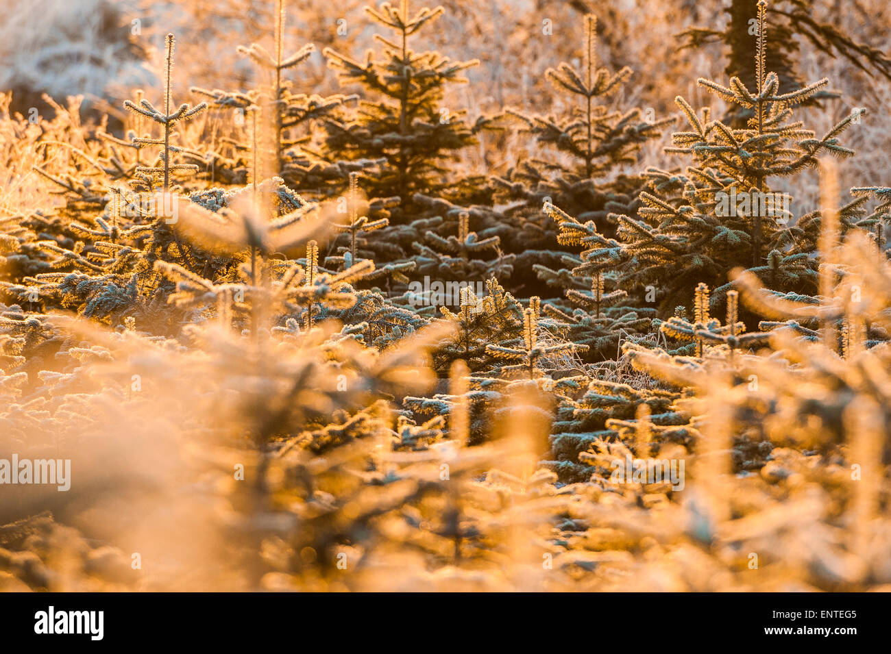 Frost covered Sitka spruce Christmas trees in a winter scene, UK Stock Photo