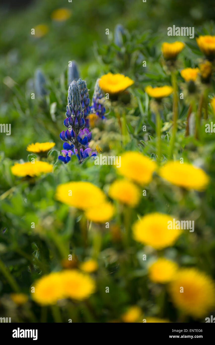 Carpet of Lupin spring flowers and Dandelion flowers growing wild in the countryside in the spring season, UK Stock Photo