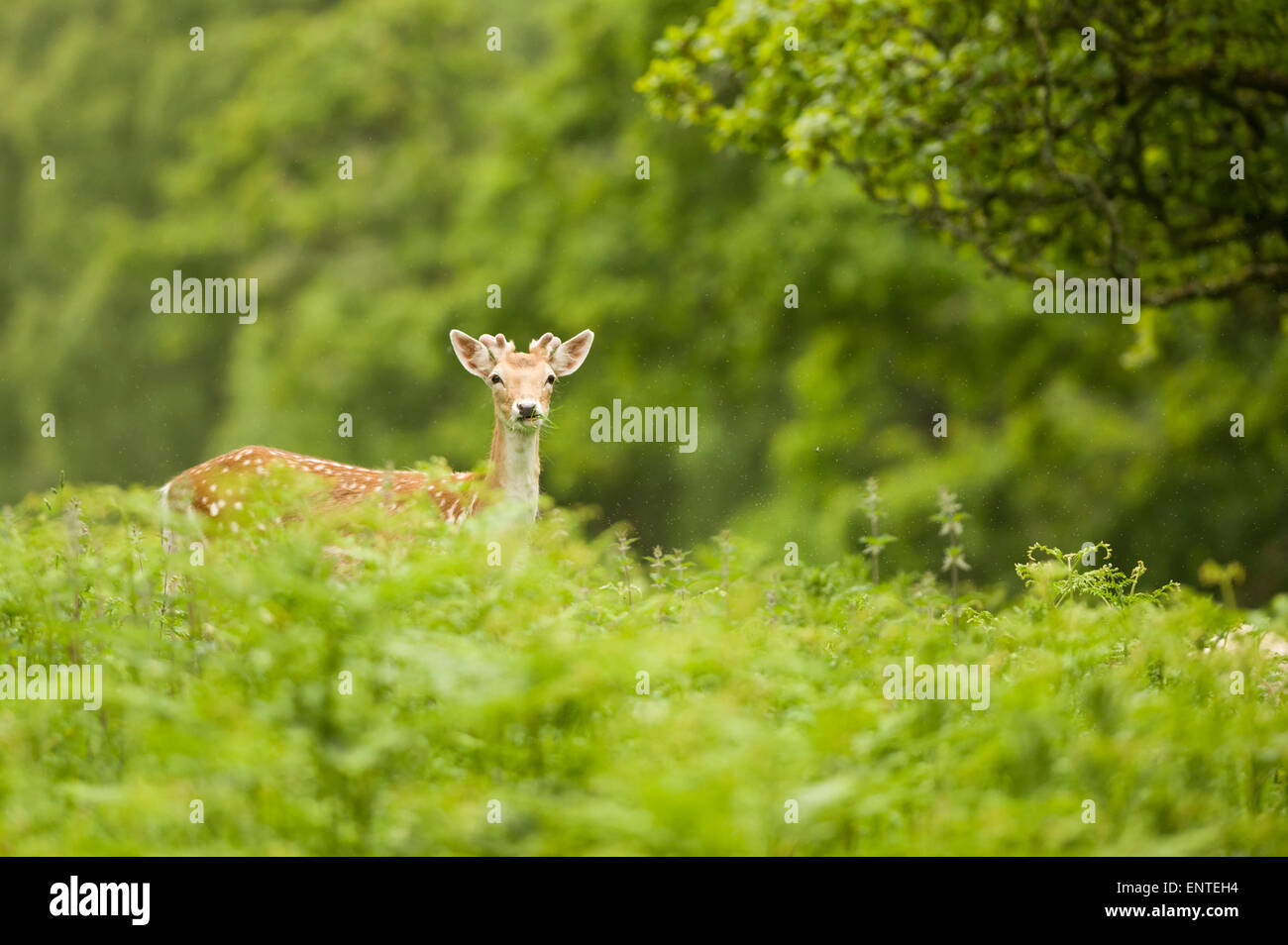 Fallow Deer (Dama dama), Dumfries and Galloway, Scotland, UK Stock Photo