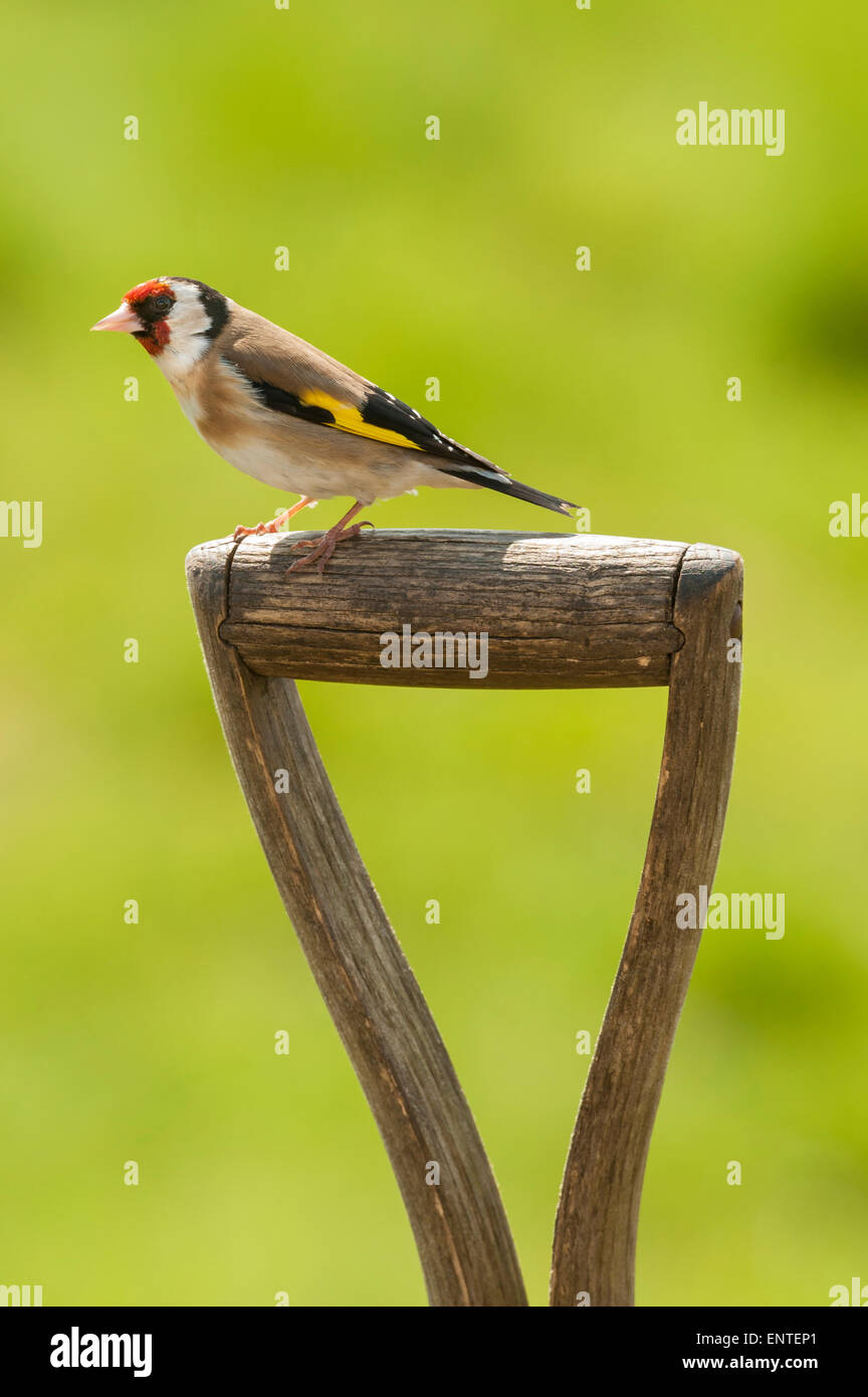 Goldfinch (Carduelis carduelis) sitting on a garden spade handle, Scotland, UK Stock Photo