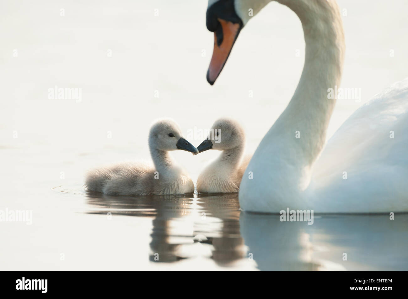 Mute Swan (Cygnus olor) with her young family of cygnets, UK Stock Photo