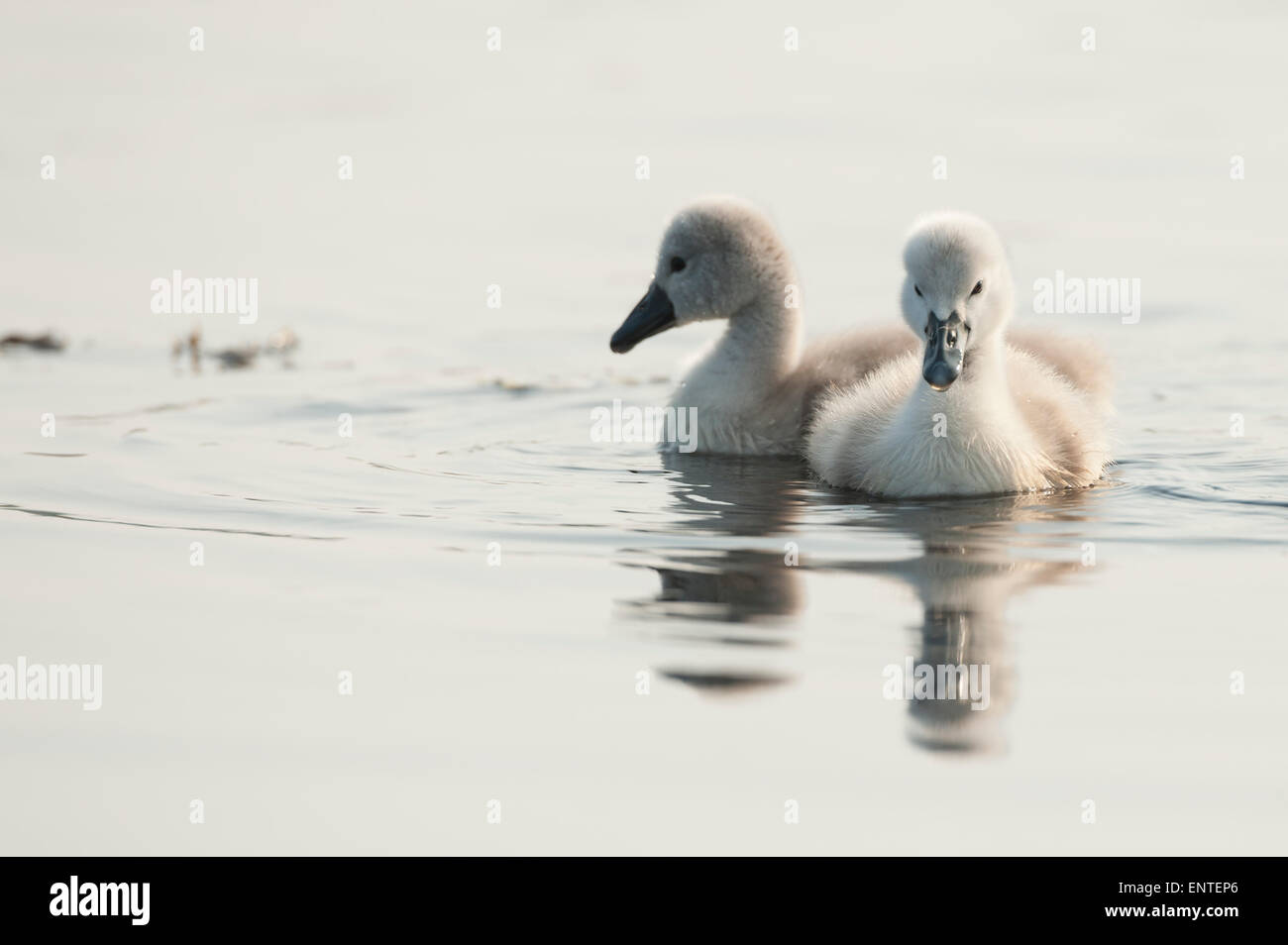Two young Mute Swan cygnets (Cygnus olor), UK Stock Photo