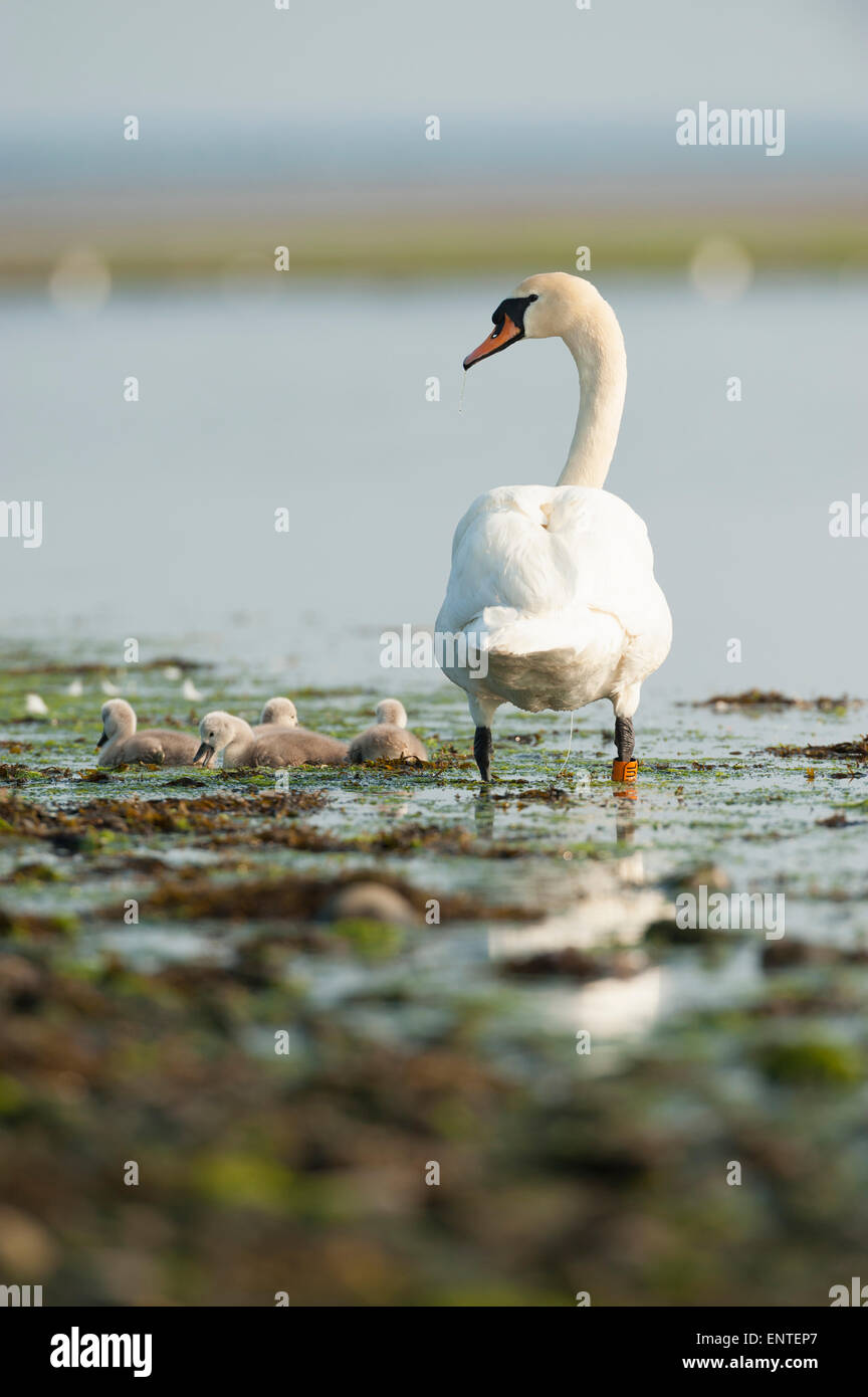 A mother Mute Swan (Cygnus olor) with her young cygnets, Scotland, UK Stock Photo
