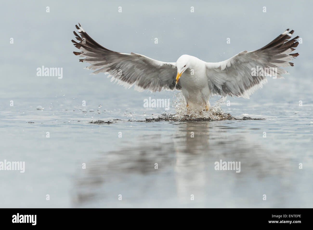Herring Gull flying at the River Doon, Ayr, Scotland, UK Stock Photo