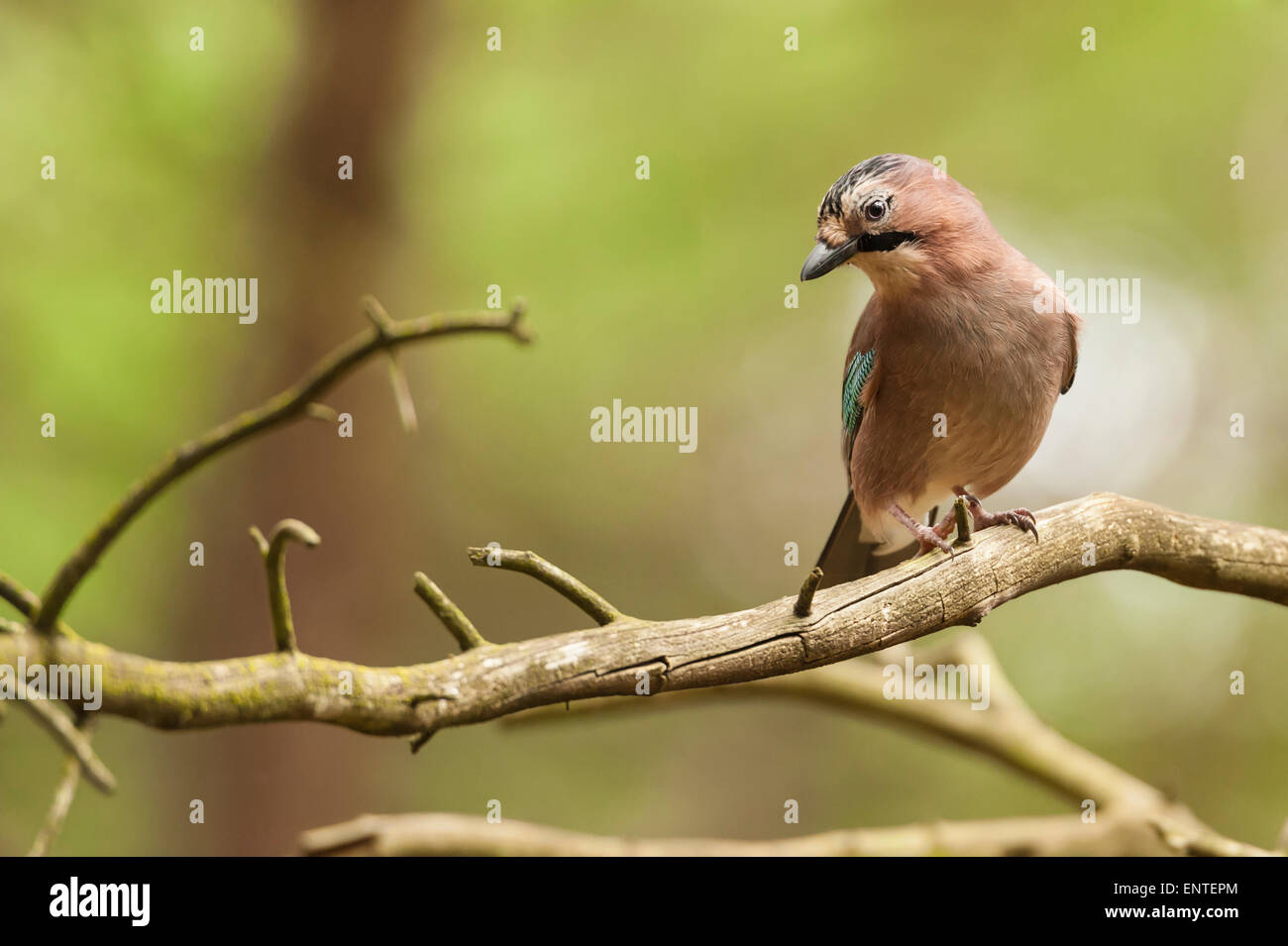 Jay (Garrulus glandarius) sits on a branch in the woods, England, UK Stock Photo