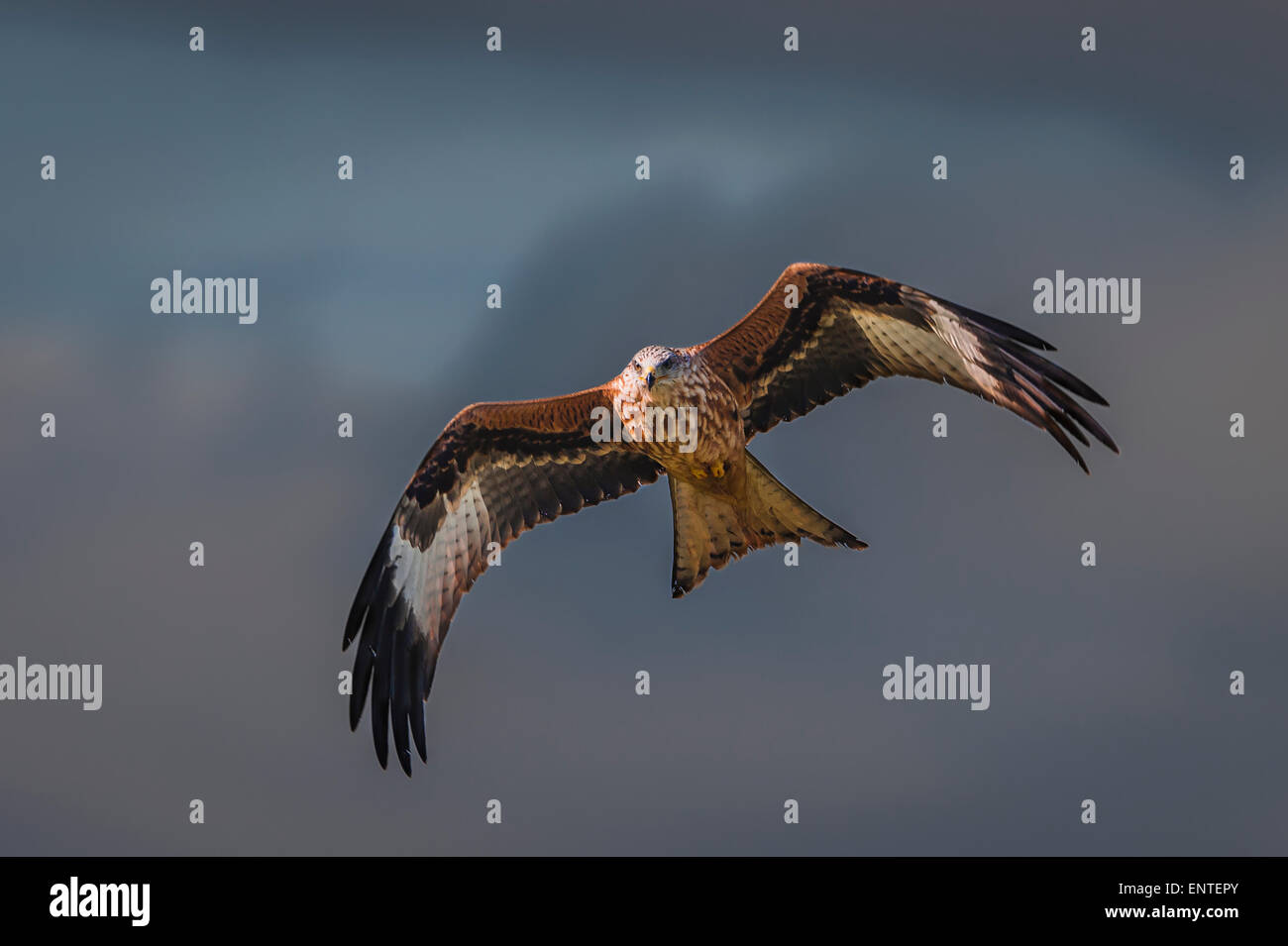 Bird flying - Red Kite (Milvus milvus), UK - raptor, falcon, hawk birds Stock Photo